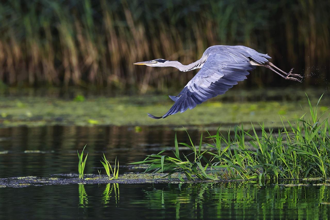 bird, grey heron, lake-7445674.jpg