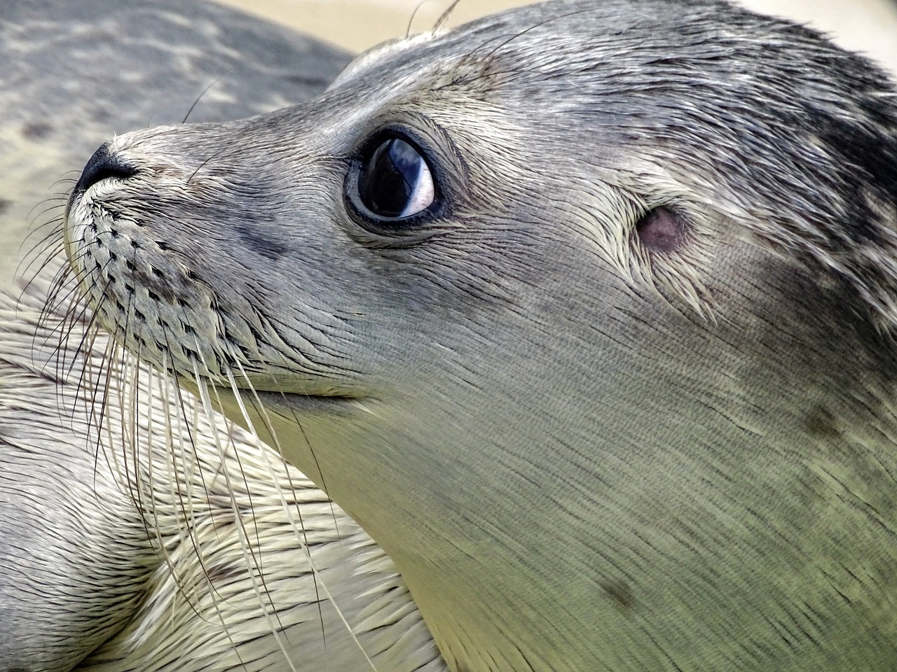 seal, robbe, nature-2053165.jpg